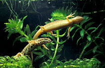 Smooth newt male and female (Triturus vulgaris) captive