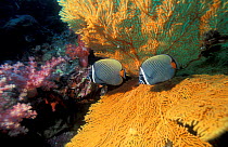 Collared butterfly fish with fan coral (Chaetodon collare) Thailand, Andaman Sea.