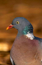 Close-up portrait wood pigeon. (Columba palumbus) UK