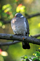 Portrait, wood pigeon perched (Columba palumbus) England