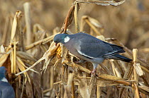 Wood pigeon feeds on maize crop. (Columba palumbus) Wilts England