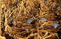 Wood pigeons feed on maize crop. (Columba palumbus) Wilts England