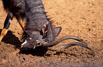 Nyala male ground horning {Tragelaphus angasi} Mkuze South Africa