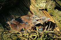 Jay chicks in nest in oak tree. (Garrulus glandarius) Wilts, UK 10-day-old