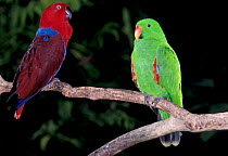 Female and male Eclectus parrots (Eclectus roratus) Australia captive