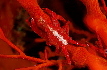Red spider crab on fancoral (Menaethius orientalis) Indo-pacific
