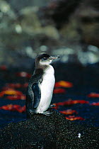 Juvenile Galapagos penguin. Spheniscus mendiculus) Bartolomew Is
