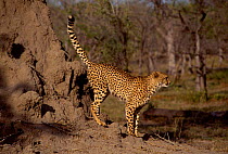 Cheetah scent marking territory on termite mound (Acinonyx jubatus) Kruger NP South Africa
