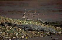 Mugger crocodile. India (Crocodylus palustris)