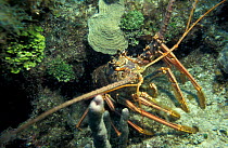 Spiny lobster in coral reef. (Panulirus argus) Caribbean.