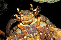 Spiny lobster portrait {Panulirus argus} Caribbean