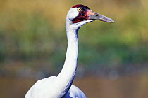 Whooping crane (Grus americana) Endangered species USA