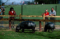 Visitors watch Pygmy hippopotamus in zoo (Choeropsis liberiensis) Whipsnade Zoo UK