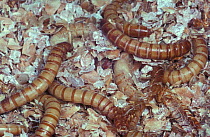 Flour beetle larvae (mealworm) {Tenebrio molitor} UK