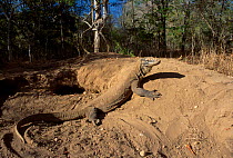 Komodo dragon female on megapode mound (Varanus komodoensis) Komodo Is