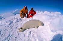People watch young Harp seal on ice (Phoca groenlandicus) Madgalen Is Canada