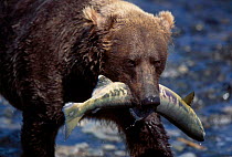 Grizzly Bear with salmon {Ursus arctos horribilis} McNeil River Alaska USA
