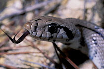Ladder snake showing tongue. (Elaphe scalaris) Spain