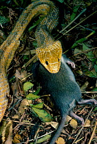 Yellow rat snake swallowing rat (Elaphe obsoleta)