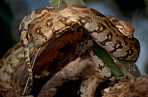 Indian python coiled (Python molurus) Keoladeo Ghana NP Indi