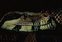 Boa constrictor portrait (Constrictor constrictor) captiv