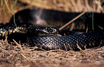 Black tiger snake (Notechis ater) Australia