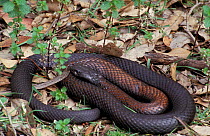 Black tiger snake (Notechis ater) Australia.