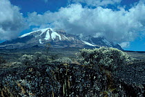 Mount Kilimanjaro Tanzania. {Helichrysum sp} in foreground