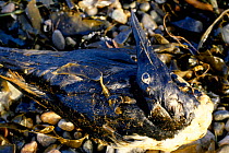 Dead guillemot from Braer oil spill, Shetland Scotland 1993
