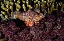 Anemone hermit crab (Dardanus pedunculatus) with Sea anemones on shell. Indo-pacific