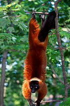 Red ruffed lemur hanging in tree (Varecia variegata ruber) Madag.