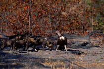 African wild dog pups {Lycaon pictus} follow Hooded vulture {Necrosyrtes monachus} Botswana