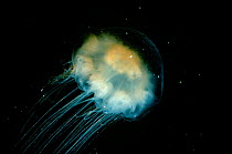 Lions mane jellyfish (Cyanea capillata) USA atlantic