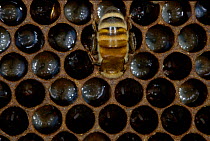 Honey bee worker feeding larvae {Apis mellifera} UK