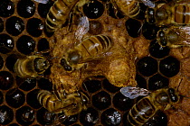 Honey bee workers ting queen cells pupae (Apis mellifera) U