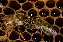 Honey bee worker feeds virgin queen {Apis mellifera} UK