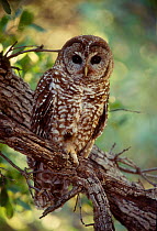 Mexican spotted owl {Strix occidentalis lucida} Arizona USA endangered
