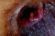 Common brush tailed possum in pouch (Trichosurus vulpecula) Sucking attached to nipple. captive, Brush-tailed possums carry babies in their womb for just 17 days. When they are born the blind, embryon...