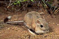 Bannertail Kangaroo Rat foraging filling cheek pouches (Dipodomys spectabilis) AZ USA
