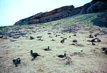 Black footed albatross nesting colony.(Diomedea nigripes) Japan