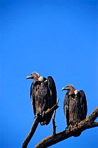 Indian white backed vultures. (Gyps bengalensis) India Keoladeo Ghana NP. Rajasthan.