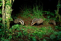 Badger family group foraging {Meles meles} Devon UK June. female 18m-old two cubs.
