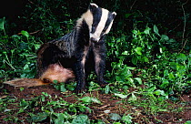 Young adult Badger grooming. (Meles meles) Devon, England Jul