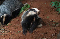 Badger cubs grooming. (Meles meles) Devon, England