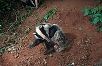 5-month Badger cub grooming. (Meles meles) Devon, England