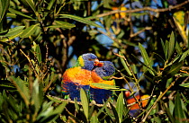 Rainbow lorikeets preening {Trichoglossus haematodus} Australia