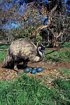 Emu male at nest with eggs (Dromaius novaehollandiae) captive, Perth, Australia