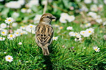 Common/ House sparrow female in spring (Passer domesticus) England, UK