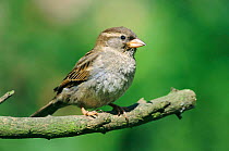 Common / House sparrow female in spring (Passer domesticus) England, UK