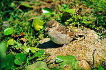 Common sparrow juvenile (Passer domesticus) England, UK Summer in Kent